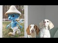 Dogs vs Smurf Cat In Real Life: Funny Dogs Maymo & Friends