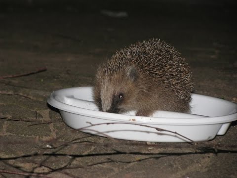 Hedgehogs in a garden video | Dear Kitty. Some blog