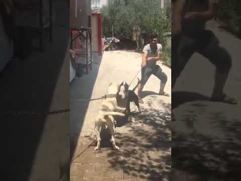 dogo argentino vs pitbull real fight