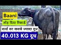 Live Final Milking ️ Indian Record Holder Buffalo Banni ️ Manjeet Bhainswal