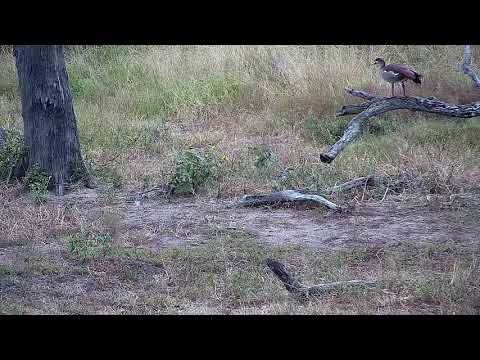 Djuma: Starling, Red-billed Hornbills and Egyptian Goose - 07:27 - 03/02/2022