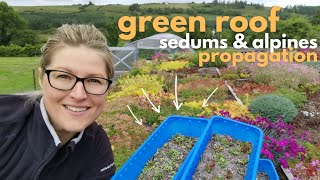 Propagating Sedums and Alpine plants for the Green Roof | Top 5 Plants to take cuttings from