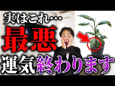 あなたの家に最適な健康植物5選 ライフスタイル