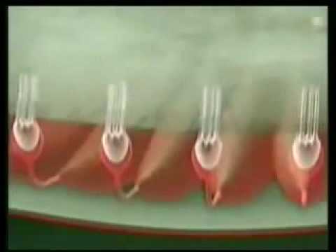 Anatomie Beweist Gott Existiert - Wacht Auf - Islam ist die wahre Religion 1/2