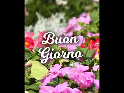 Video del Buongiorno con Farfalle