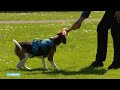 Hond Molly zat in een laboratorium als proefdier - RTL NIEUWS