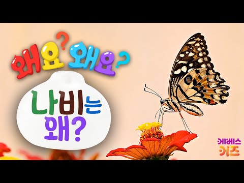 팔랑 팔랑 꽃 위를 날아다니는 나비, 나비는 왜?ㅣ왜요? 왜요? 궁금할 만두ㅣKBS 240314 방송