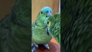 Papagaios fazendo cafuné ! Explosão de fofura