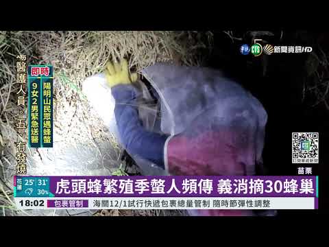 北投中正山停車場虎頭蜂出沒 螫傷17人