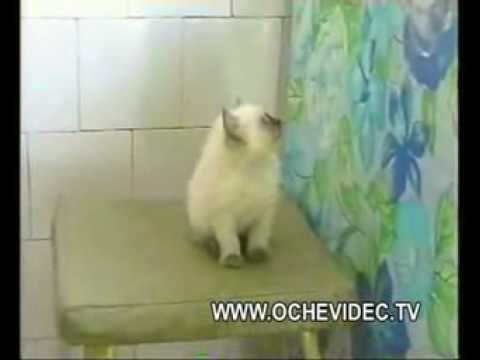 Gatinho ladrÃ£o rouba galinha! Little cat steal chickhen!