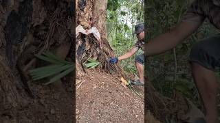 Download lagu Finding a Wild Civet in a Huge Tree #shorts #fyp #amazing mp3 Download lagu Finding a Wild Civet in a Huge Tree #shorts #fyp #amazing mp3