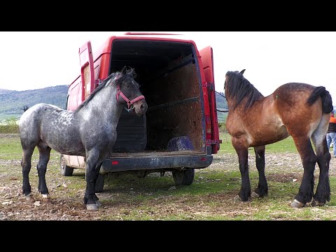 Armăsarii lui dl. Daniel le la Voitinel 2021