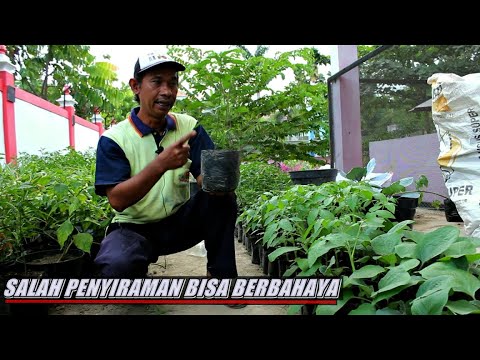 , title : 'Efek Buruk Terlalu Banyak Penyiraman Tanaman di Pot / Polybag'