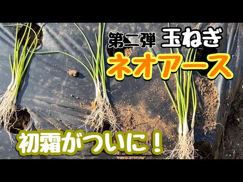 バルコニーに植物を植える 植物の最適な時期を選択してください