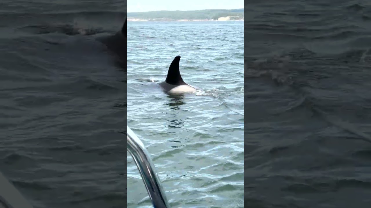 Harbor Seal Seeks Refuge From Hunting Orca Pod || ViralHog