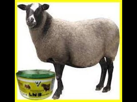 GOAT Salt Lick Block   LNB-Meat Maker