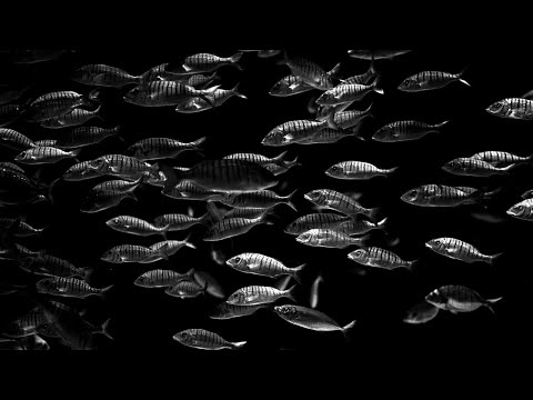 Noise88 - Deepest Noise