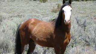 Wild Horses  ~~~  Waylon Jennings..Wild Ones
