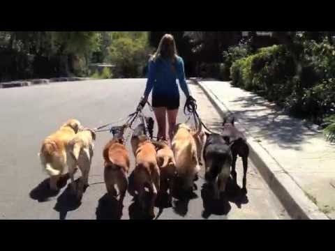 The Good Dog Minute 4/17/12: Laura's 12 dog Pack Walk