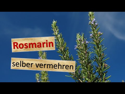 Die Empfehlungen nach der Hautpflege bei atopitscheskom die Hautentzündung Die Wiederherstellung der Haut nach nejrodermita