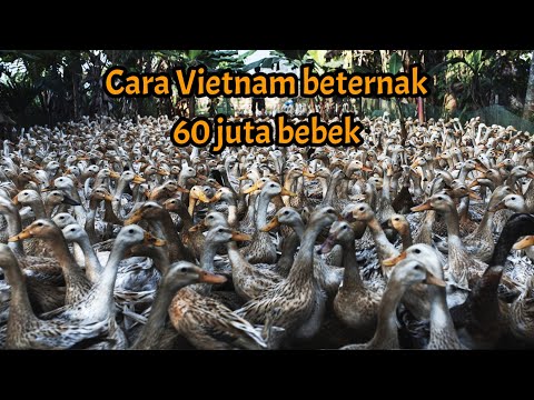 , title : 'Bagaimana bisa peternak Vietnam memiliki 60 juta bebek dalam peternakan mereka?'