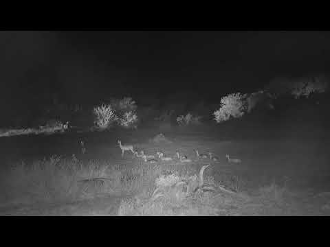 Djuma: Impalas and Waterbuck bull - 18:52 - 05/21/21