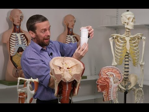 Swallowing anatomy (pharynx)