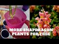Success rooting Snapdragon stem cuttings ~ Planting snapdragon and fuchsia plants in a container