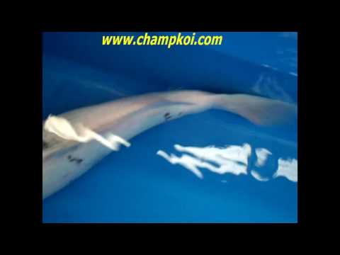 Tancho Showa 17 D 875