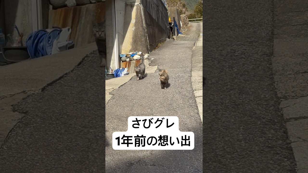 さびグレ1年前の想い出。この1年で色々な変化がありました。嬉しい変化、悲しい変化。それでも立ち止まる時間などなく、命を救うために、今日も全力で走り抜きます！皆様、4月ですね！岩手は雪が積もりました⛄️