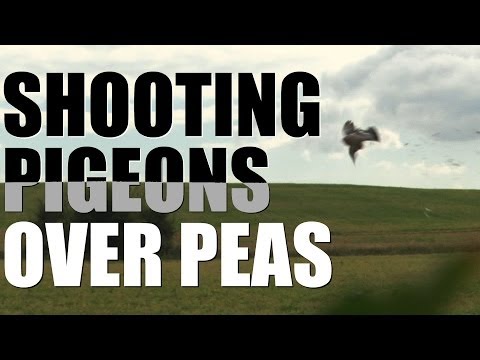 Pigeon & Peas – from field to fork Pigeon & Peas – from field to fork