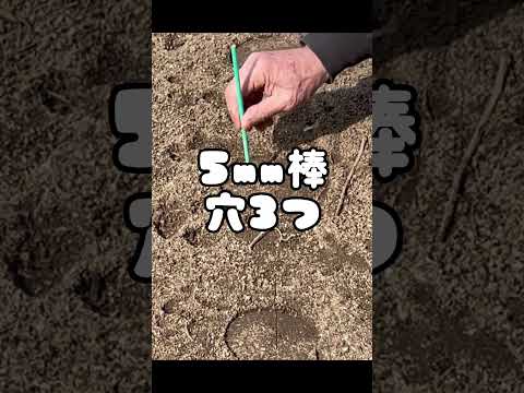  2023年春の月に合わせて大根の種まきはいつ？成功するにはどうすればよいでしょうか?完全なガイド  庭園