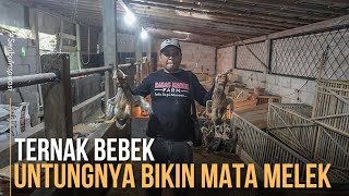 Download lagu Ternak Bebek Kandang Minimalis, Tidak Bau dan Perawatan Lebih Mudah mp3