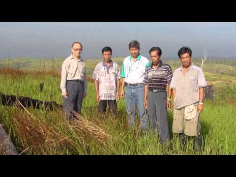 小惑星が熱帯雨林をどのように形作ったのか