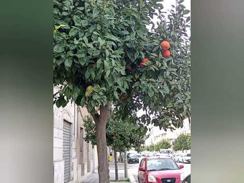 4K EU - Italy - Sicily - Mazara del Vallo -  Day 1 - Airport to Mazara + Finding Pizza at night!