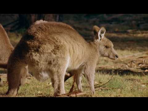 Australia: Land Beyond Time (2002) Trailer