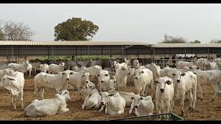 Filière laitière:  710 vaches gestantes importées du Brésil pour renforcer le cheptel national