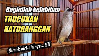 Download lagu TRUCUKAN KATURANGGAN DI BURU PARA SULTAN||simak ciri-cirinya mp3