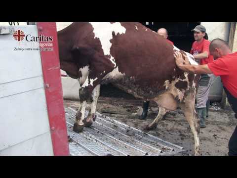 Evakuacija na farmi Livač