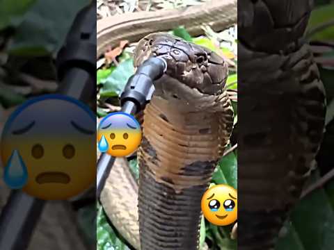 #muneeb #greencolor #kingcobra😫 help every animal. #saveanimallife #savetheworld 🙏🏿🙏🏿🙏