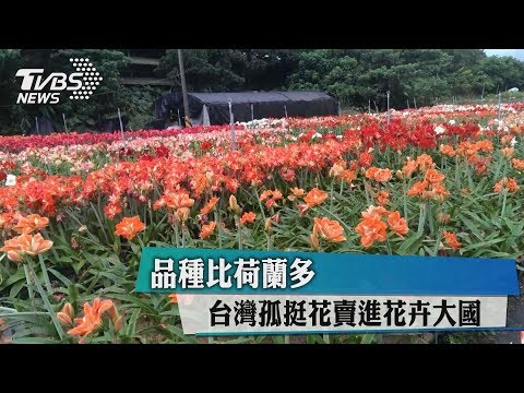 孤挺花的種類