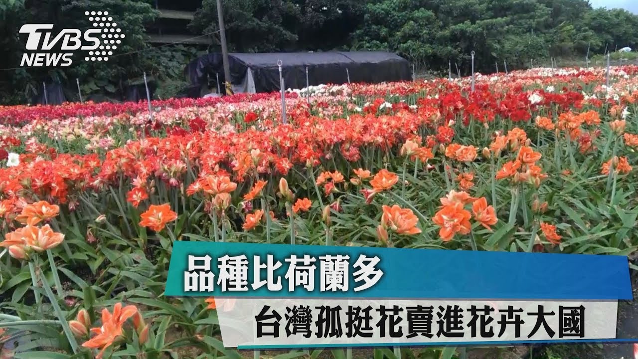 品種比荷蘭多 台灣孤挺花賣進花卉大國