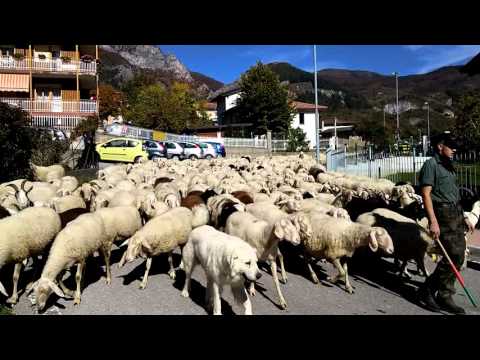 TRANSUMANZA DI PECORE : FIERA DI S. LUCA A DEMONTE (CN) 11 - 10 - 2015.