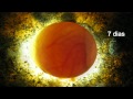 Le voici le développement embryonnaire canari ! une superbe vidéo a voir absolument :)