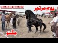 Ghulam e Murtjaz l Jugno l Horse Dance Moza Akbar Bangla Gogera Ocara 2024