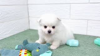 ハーフ犬の動画01