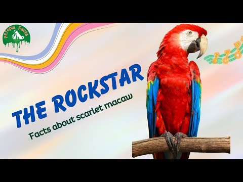 Explore the Fascinating World of Scarlet Macaws