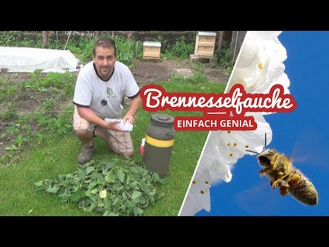 Brennesseljauche herstellen | Naturdünger DIY