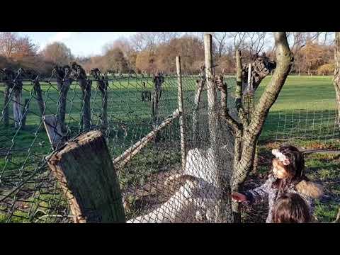 Guljana & Bêrîvan Deham 23.11.2020