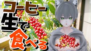 【食べられるの！？】コーヒーの実、生で食べてみた